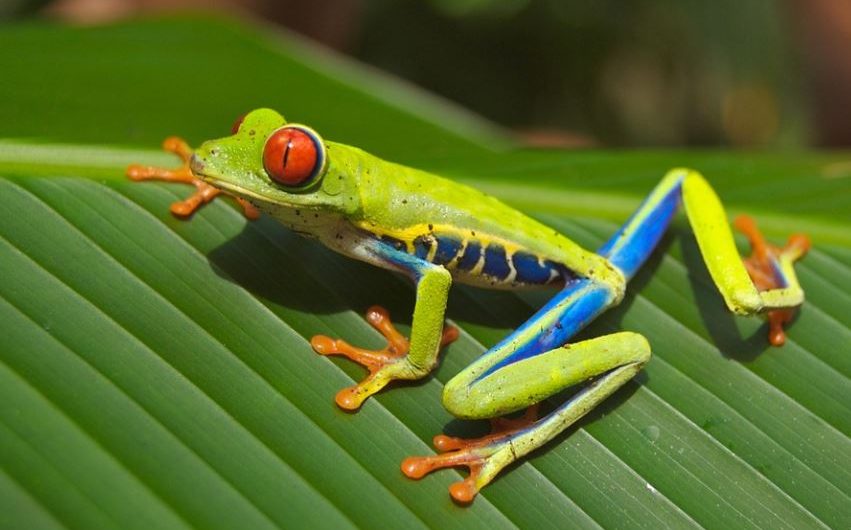 17 symbolic meanings of dreaming of tree frogs
