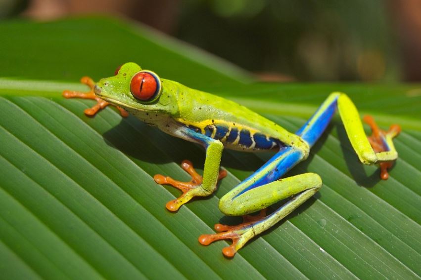 17 symbolic meanings of dreaming of tree frogs