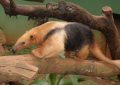 14 symbolic meanings of dreaming of anteaters