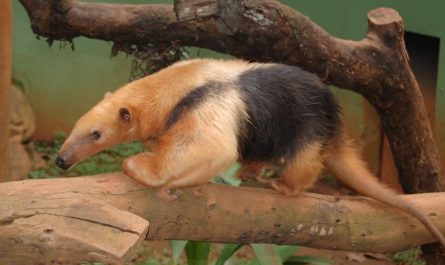 14 symbolic meanings of dreaming of anteaters