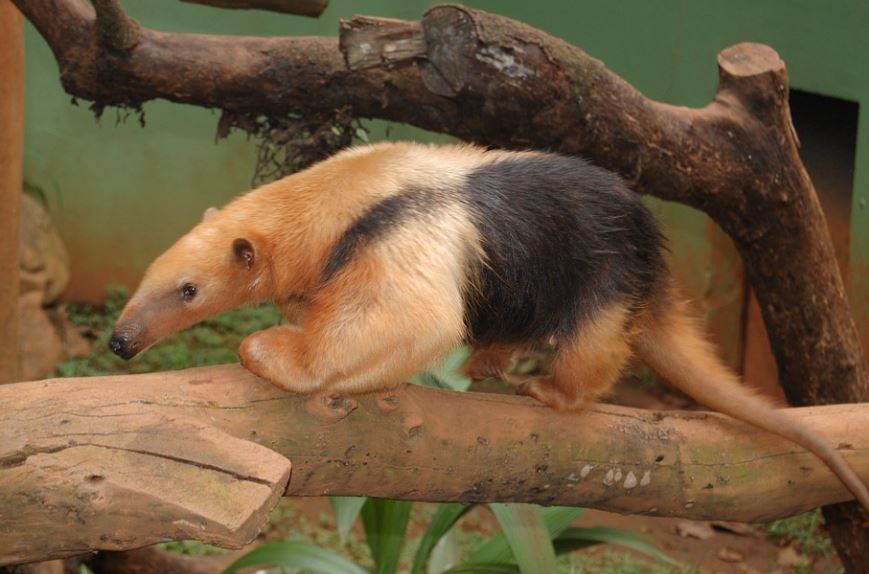 14 symbolic meanings of dreaming of anteaters