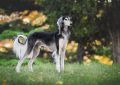 14 symbolic meanings of dreaming of a dog barking