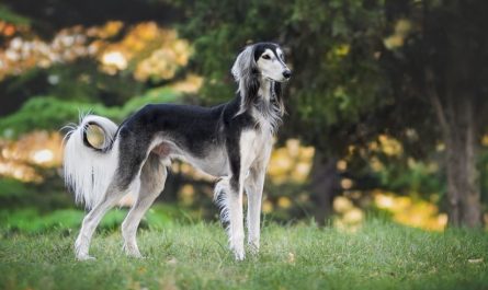 14 symbolic meanings of dreaming of a dog barking