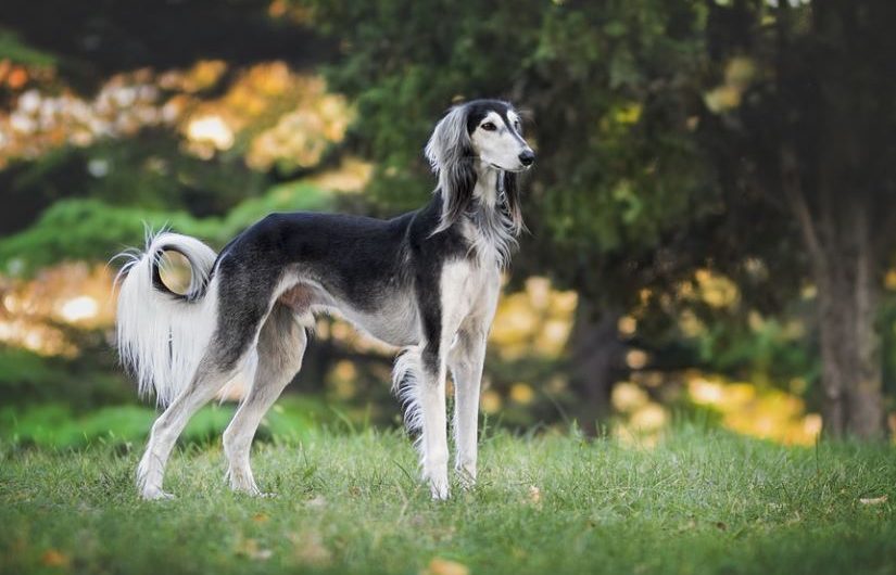 14 symbolic meanings of dreaming of a dog barking