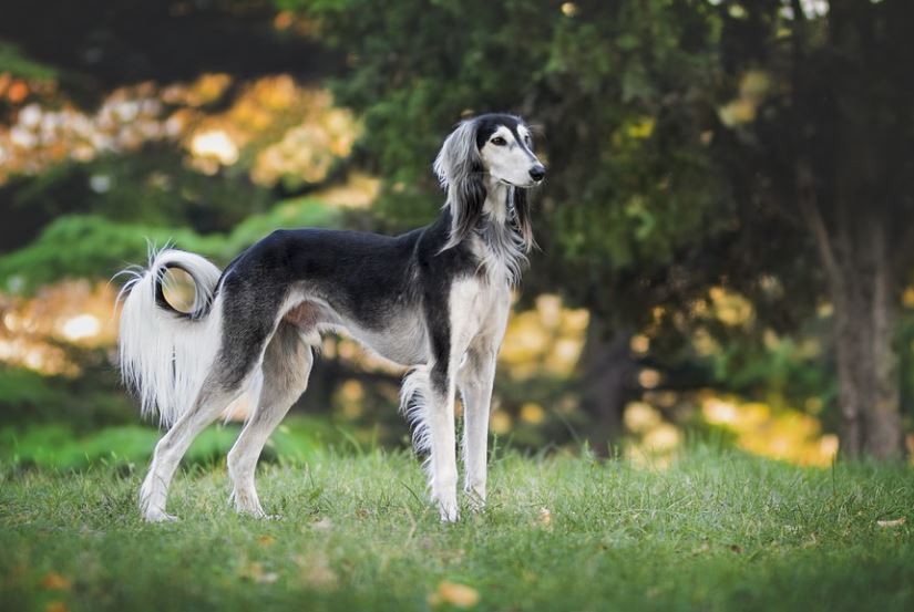 14 symbolic meanings of dreaming of a dog barking