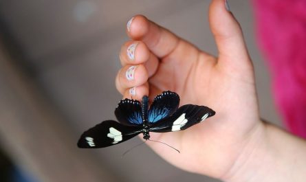 11 symbolic meanings of dreaming of black butterflies