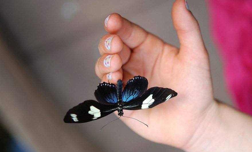 11 symbolic meanings of dreaming of black butterflies