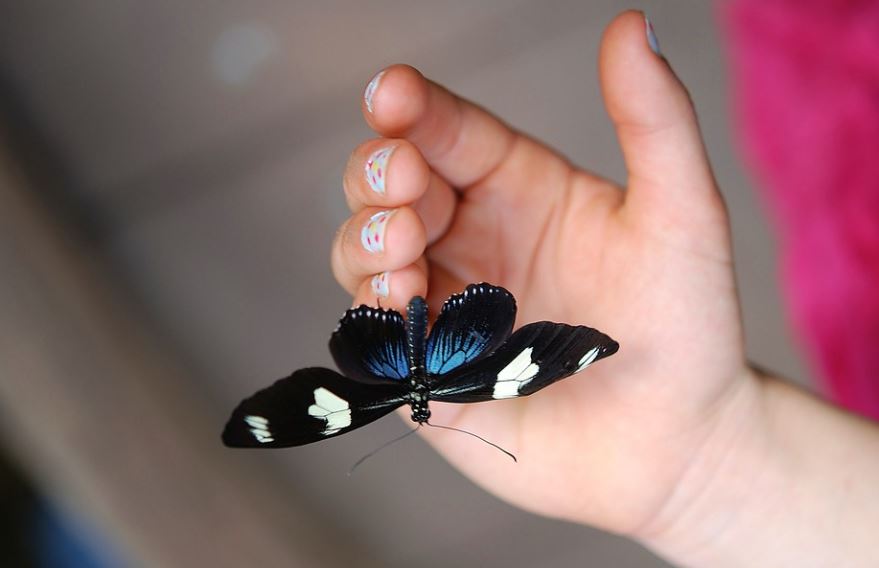 11 symbolic meanings of dreaming of black butterflies