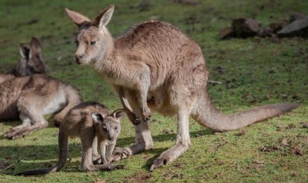17 symbolic meanings of dreaming of kangaroos