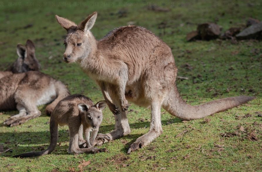 17 symbolic meanings of dreaming of kangaroos