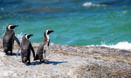 16 symbolic meanings of dreaming of penguins