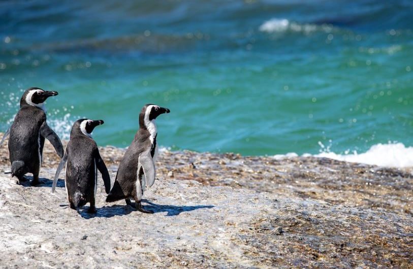 16 symbolic meanings of dreaming of penguins