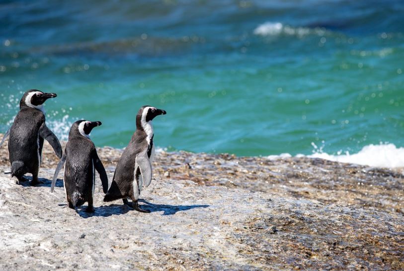 16 symbolic meanings of dreaming of penguins