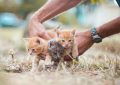 13 symbolic meanings of dreaming of giving birth to a kitten