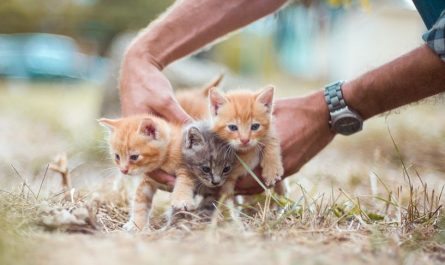 13 symbolic meanings of dreaming of giving birth to a kitten