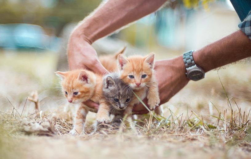13 symbolic meanings of dreaming of giving birth to a kitten