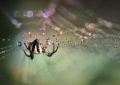 13 symbolic meanings of dreaming of spiders