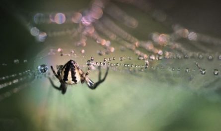 13 symbolic meanings of dreaming of spiders