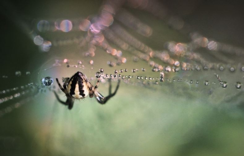 13 symbolic meanings of dreaming of spiders