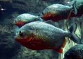 12 symbolic meanings of dreaming of piranhas