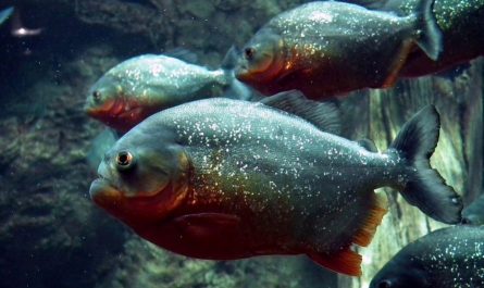 12 symbolic meanings of dreaming of piranhas