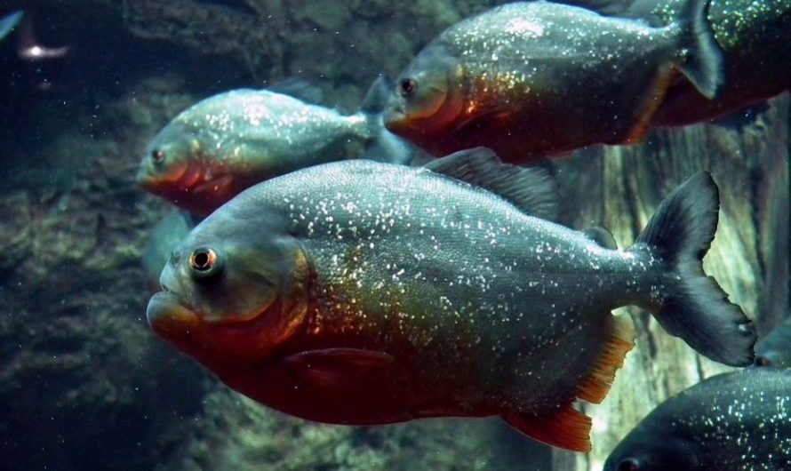 12 symbolic meanings of dreaming of piranhas