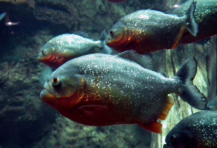 12 symbolic meanings of dreaming of piranhas
