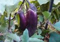 13 symbolic meanings of dreaming of eggplants