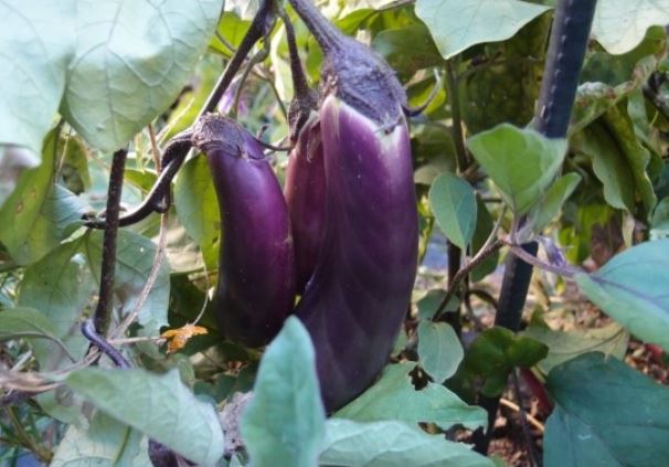 13 symbolic meanings of dreaming of eggplants