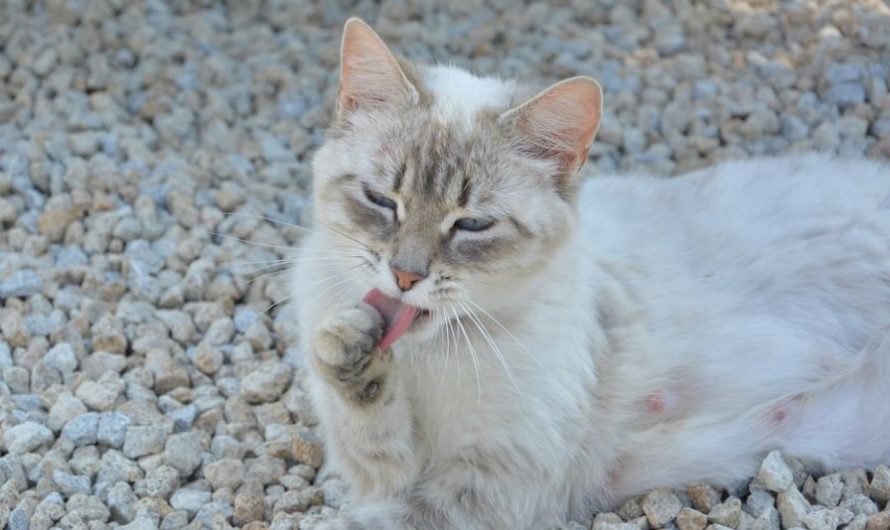 11 symbolic meanings of dreaming of cat poop