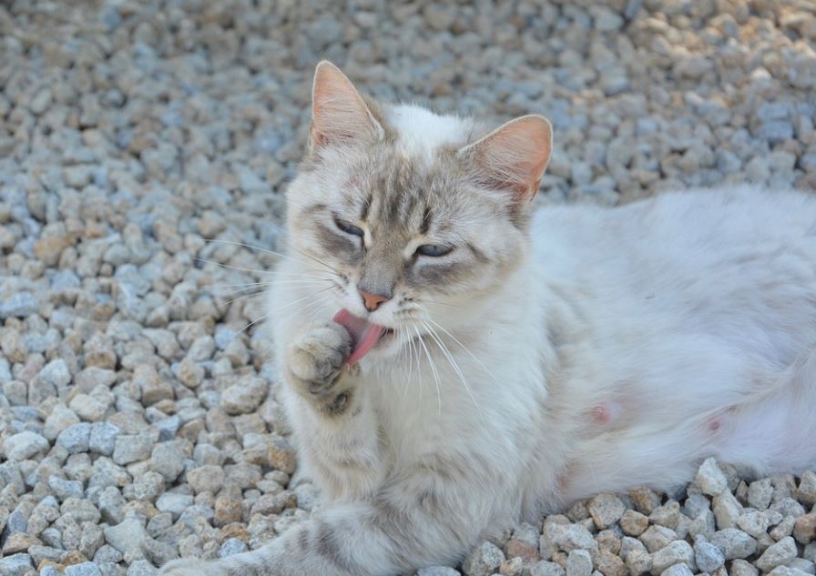 11 symbolic meanings of dreaming of cat poop