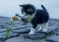 12 symbolic meanings of dreaming of a cat scratching