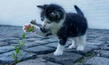 12 symbolic meanings of dreaming of a cat scratching