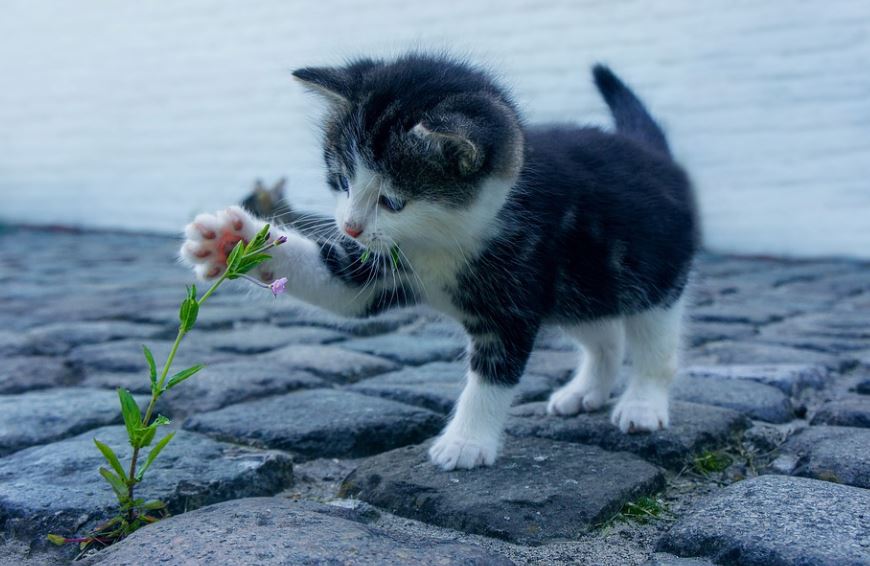 12 symbolic meanings of dreaming of a cat scratching