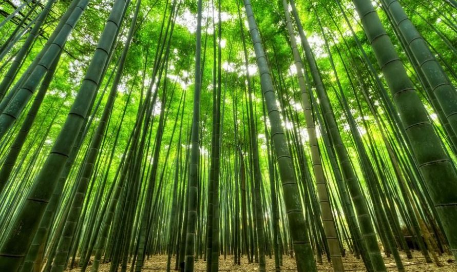 11 symbolic meanings of dreaming of bamboo