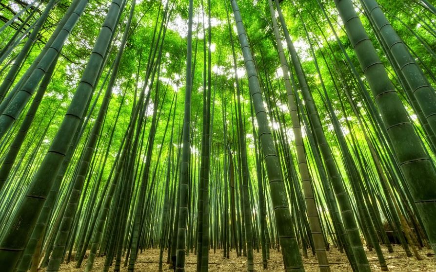 dreaming of bamboo