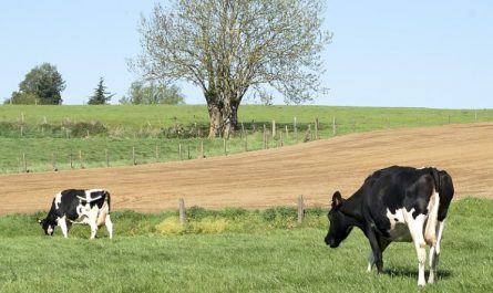 dreaming of cows