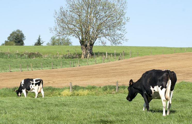 13 symbolic meanings of dreaming of cows