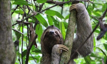 dreaming of sloths