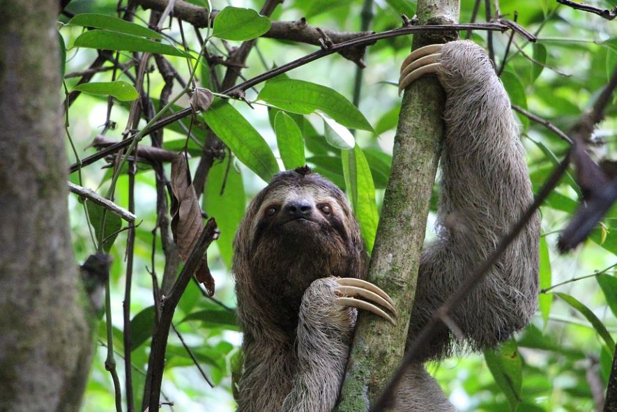 dreaming of sloths