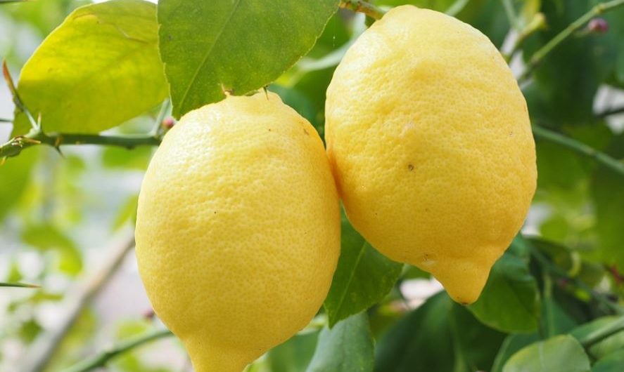 16 symbolic meanings of dreaming of lemons