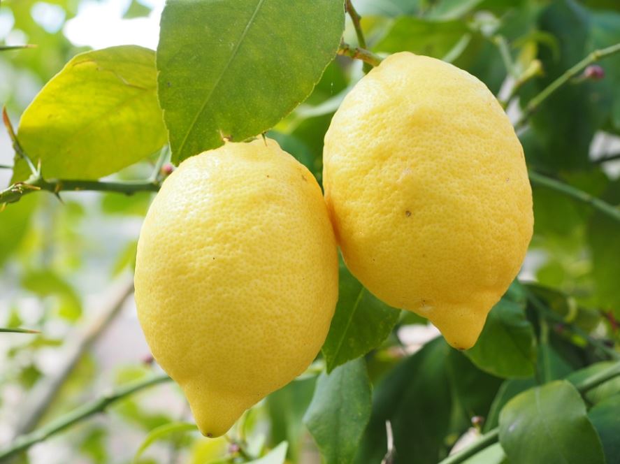 dreaming of lemons