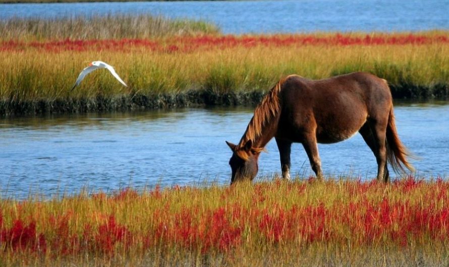 12 symbolic meanings of dreaming of a dead horse