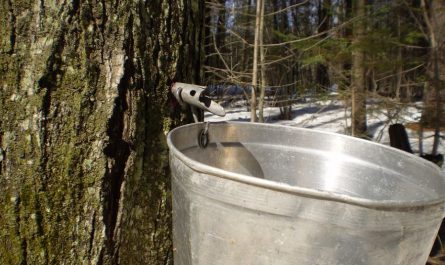 dreaming of a bucket