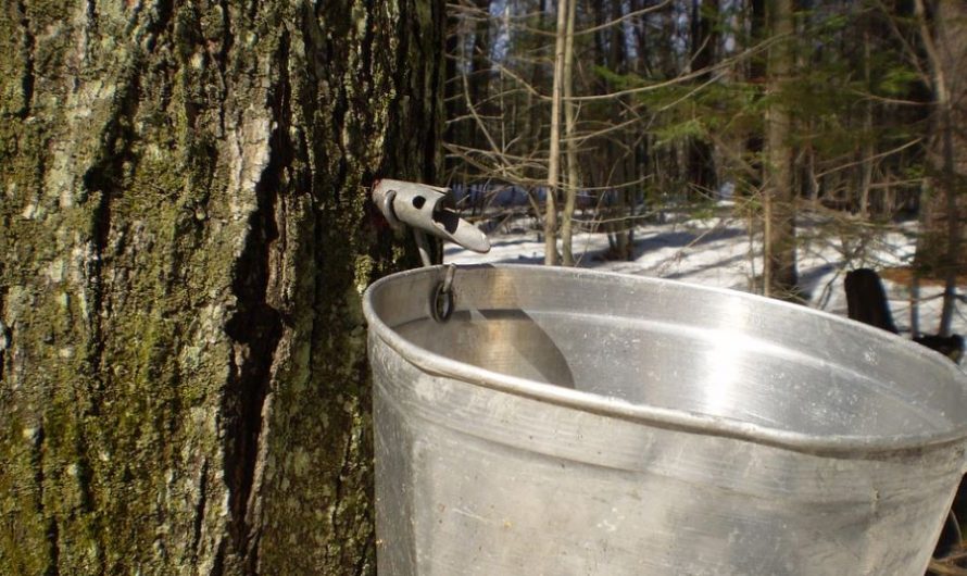 12 symbolic meanings of dreaming of a bucket