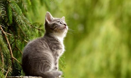 dreaming of killing a cat