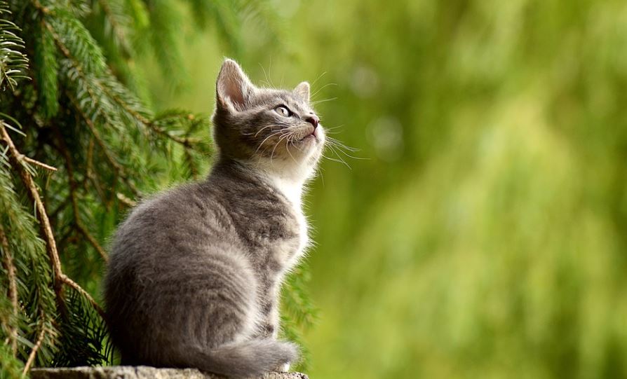 dreaming of killing a cat