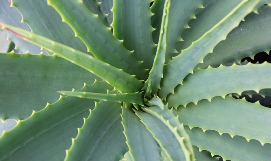 8 symbolic meanings of dreaming of aloe vera