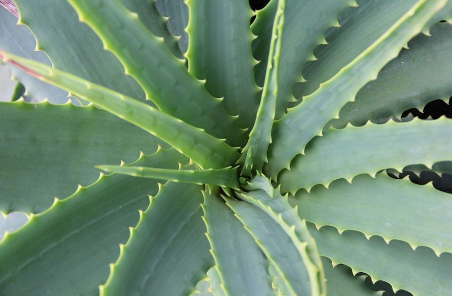 dreaming of aloe vera