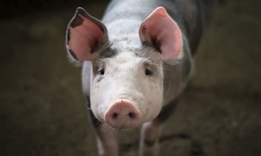 8 symbolic meanings of dreaming of pig heads